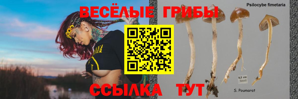 Псилоцибиновые грибы Magic Shrooms  Гурьевск 